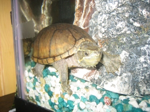 Turtle in an aquarium at Asuka